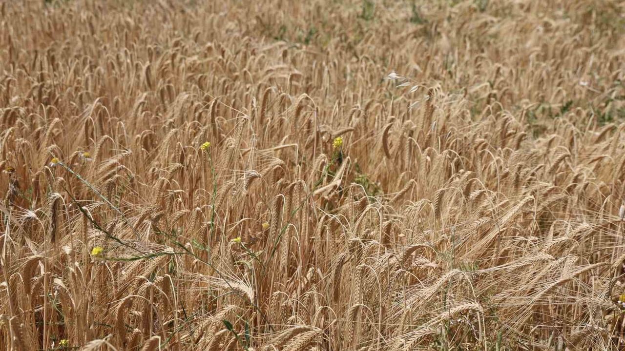 Yağışlar arpayı etkiledi: rekoltede düşüş bekleniyor