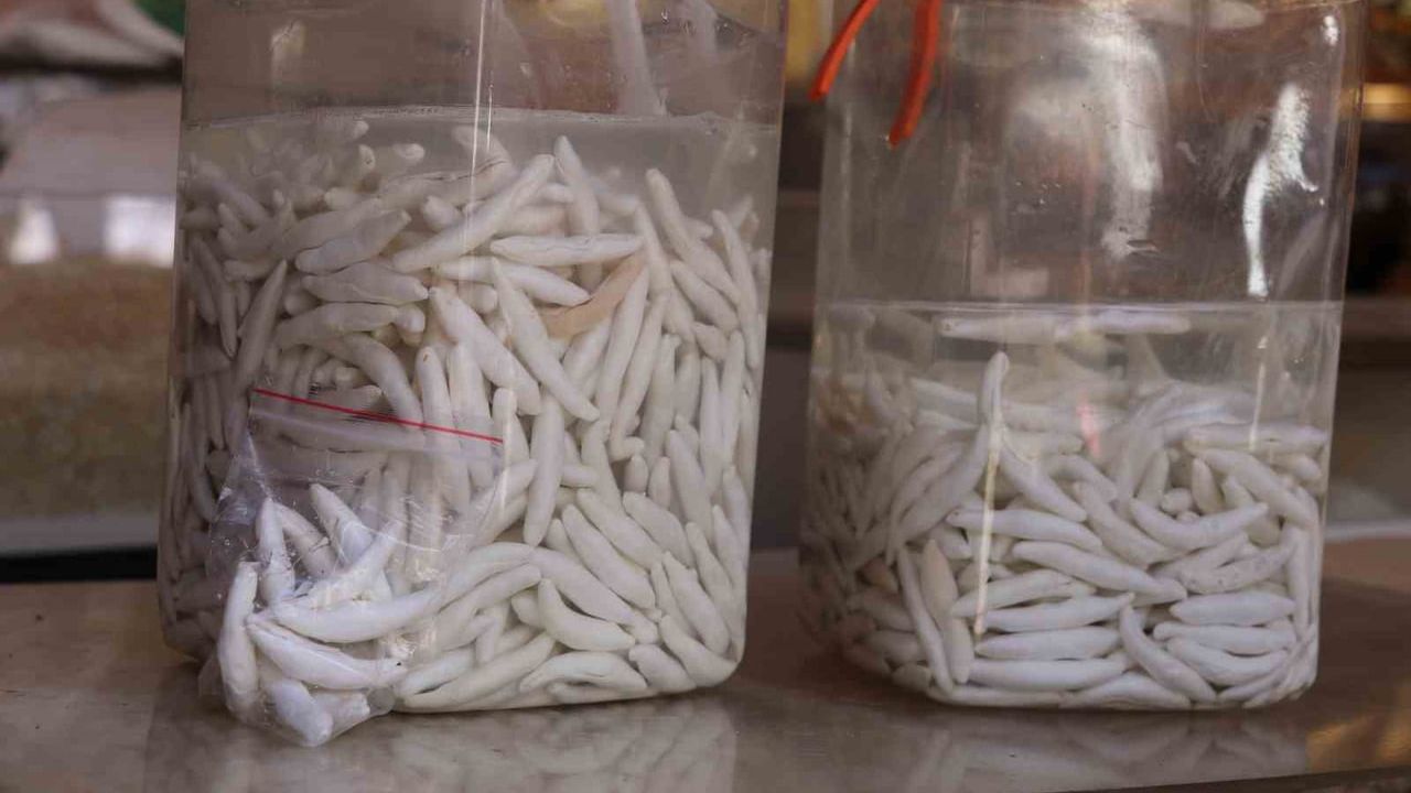 Yapımı zahmetli kenger sakızı sağlık faydalarıyla öne çıkıyor