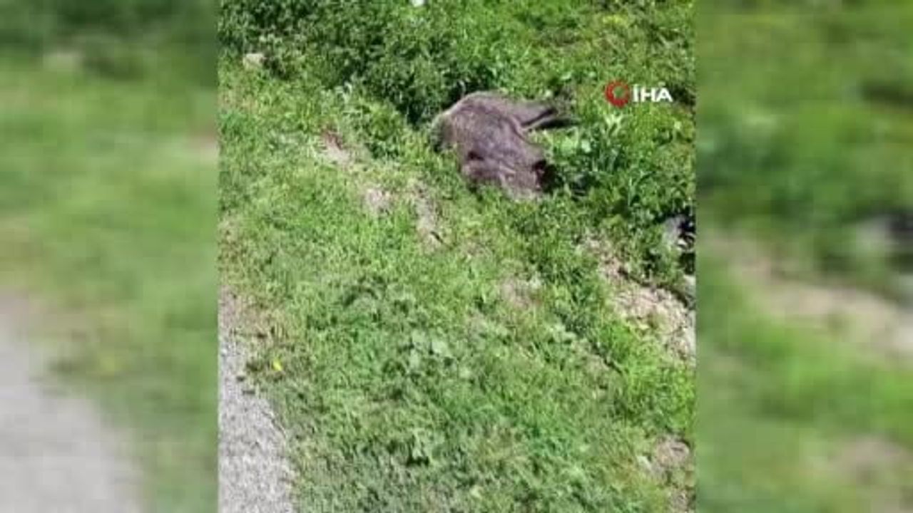 Yaralı yaban domuzu köy yakınlarında görüntülendi