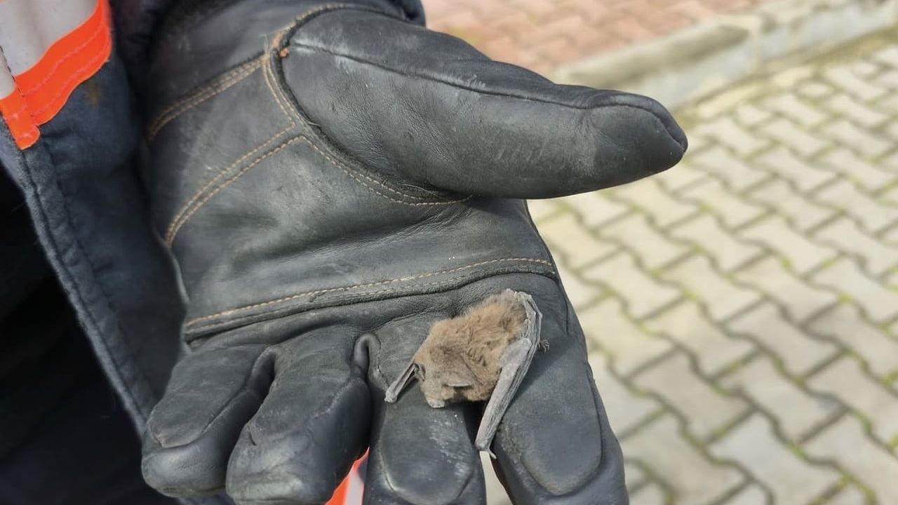 Yaralı yarasa koruma altına alındı