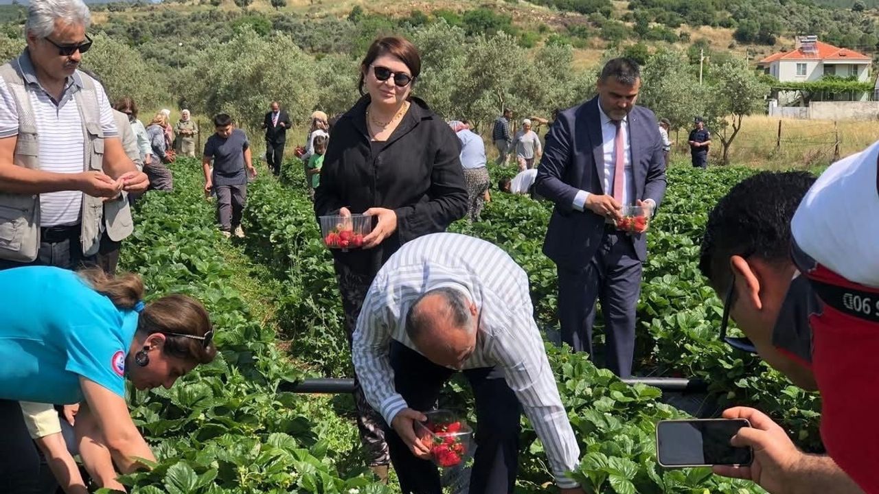 Yatağan'da 'Gençlik Yılı' etkinliği: Bencik'te çilek hasadı ve okul ziyaretleri