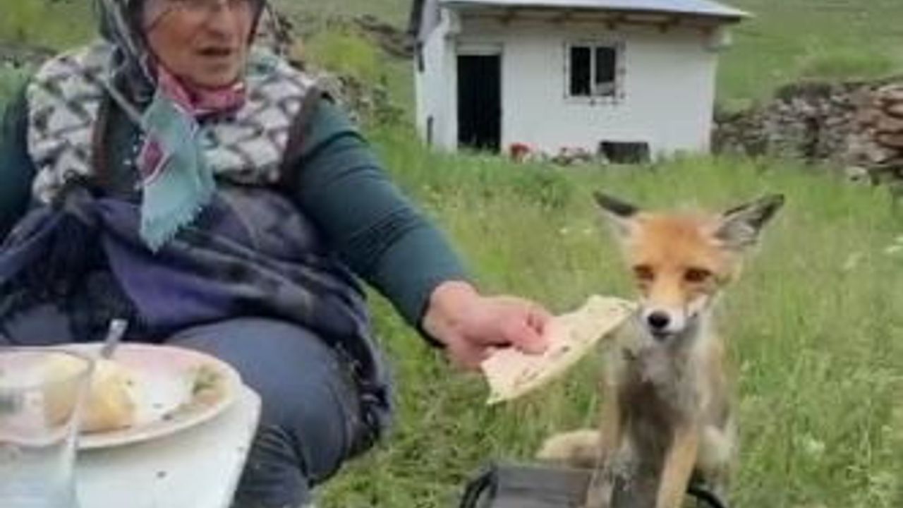 Yaylada Sedriye ninenin sofrasına oturan tilki ikram edilen ekmeği yemedi