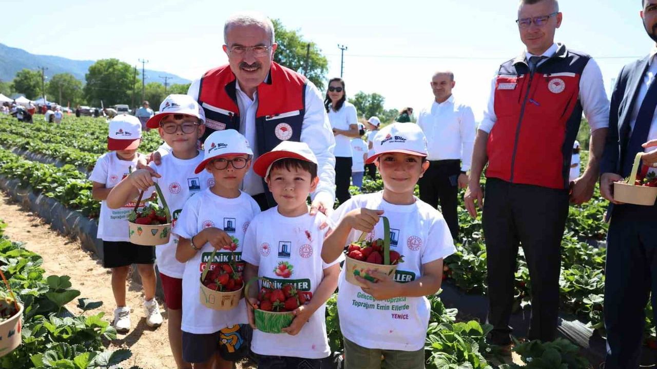 Yenice'de örtü altı çilek hasadı gerçekleştirildi