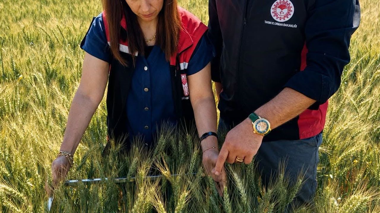 Yerli ve milli buğday 'kirve' Çorum'da beklentileri aştı