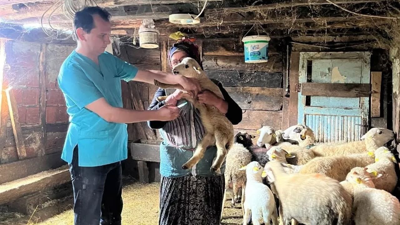 Yığılca'da küçükbaş hayvanlarda kayıt güncelleme ve sağlık kontrolleri yapıldı