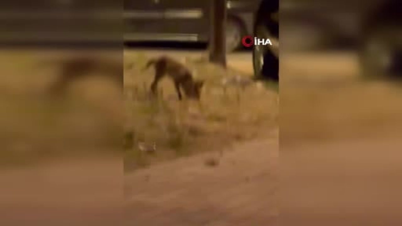 Yiyecek arayan tilki Akçadağ'da yerleşim yerine indi