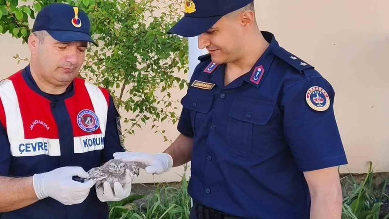 Yozgat'ta çatıda bulunan yavru baykuş jandarma tarafından koruma altına alındı