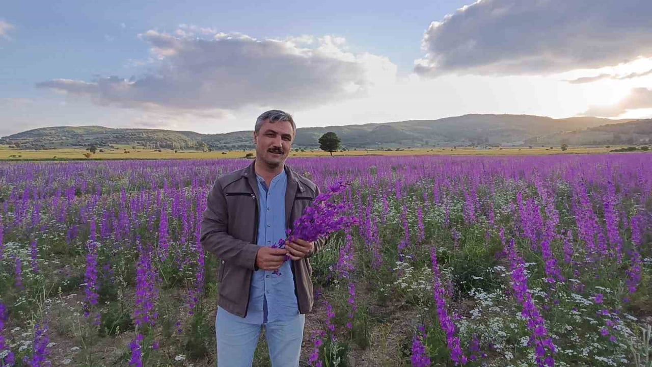 Yozgat'ta nadasa bırakılan tarları mor çiçekler kapladı