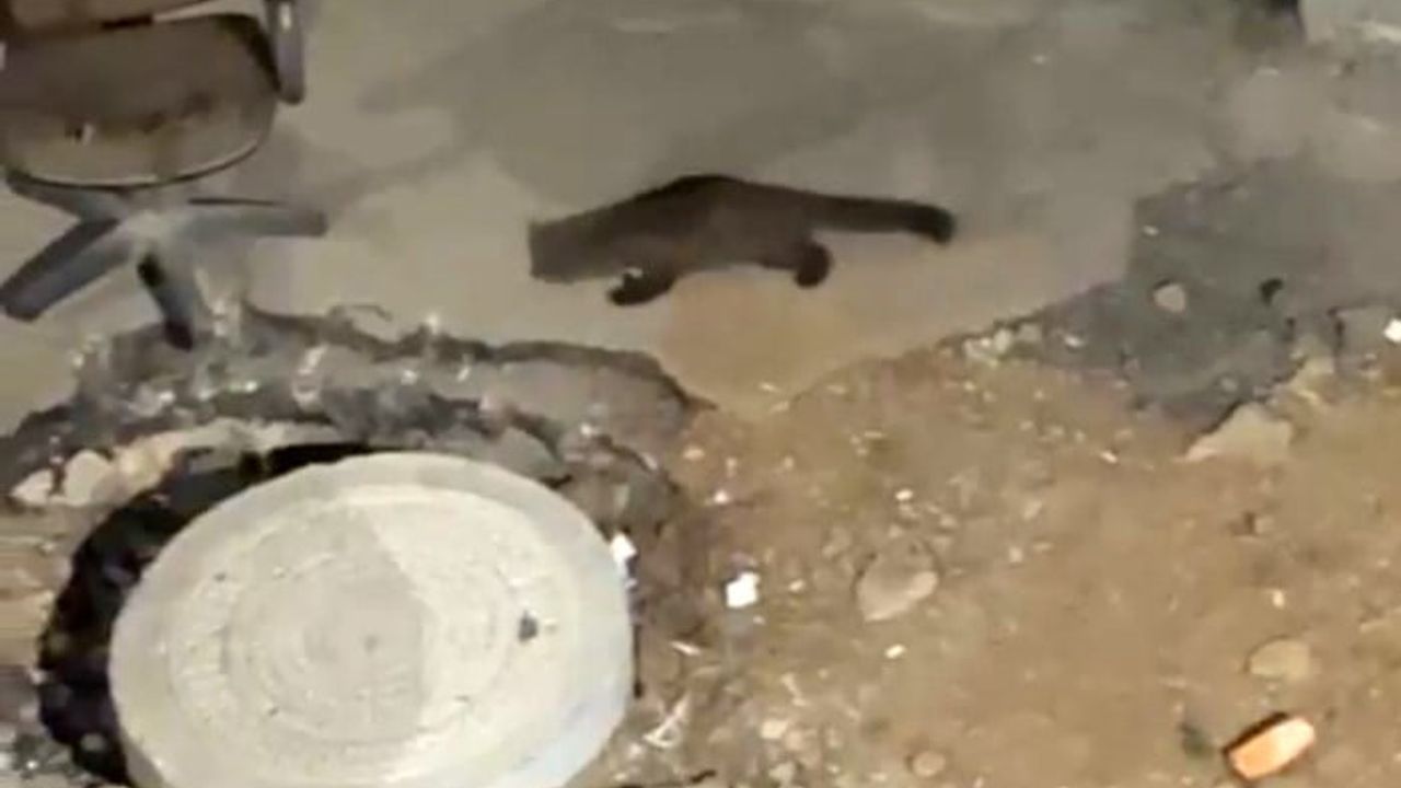 Yüksekova'da gece yarısı sarsar caddede yiyecek ararken görüntülendi