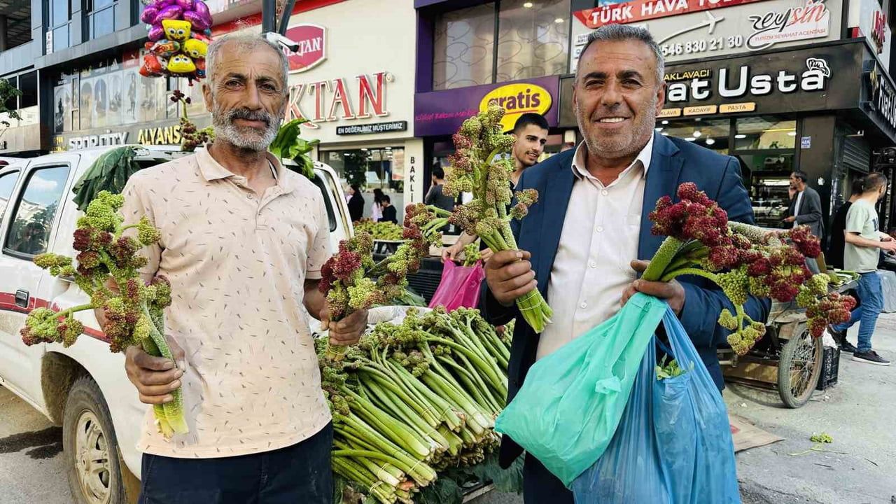 Yüksekova dağlarının şifalı otları bölge halkının geçim kaynağına dönüştü