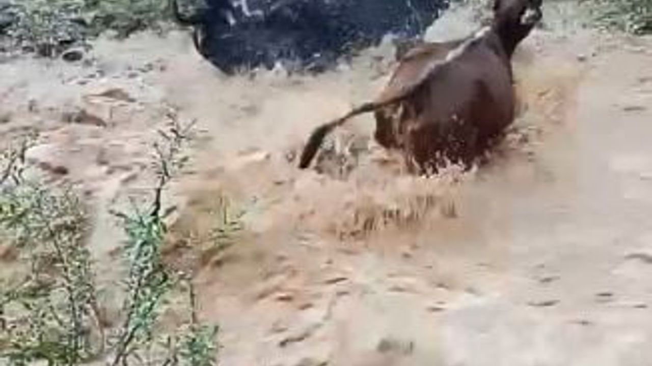 Yusufeli’nde taşan dereyi geçen büyükbaş hayvanların mücadelesi görüntülendi