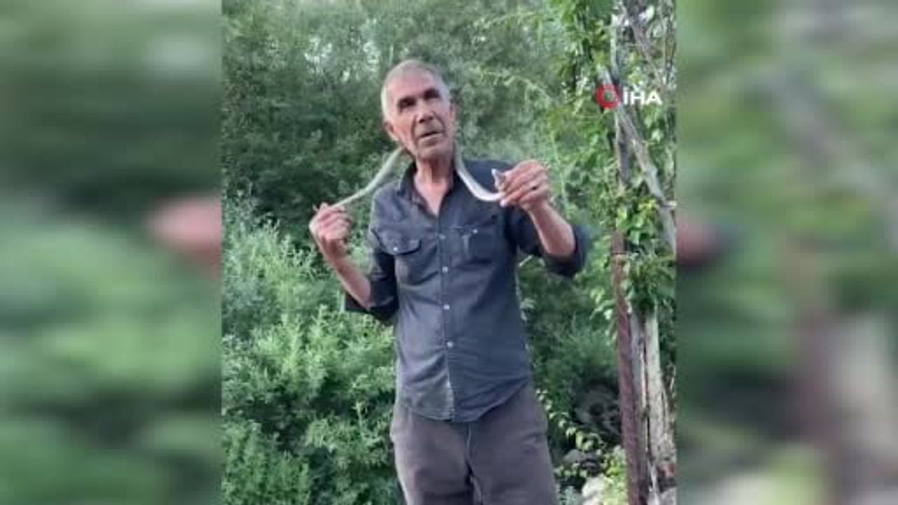Zehirli engerek yılanını eliyle yakalayıp boynuna doladı