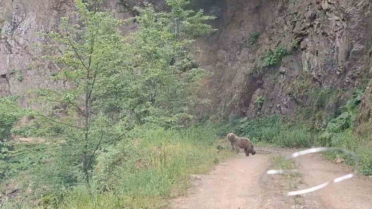 Zindan Dağı'nda anne ayı ve üç yavrusu yolda görüntülendi
