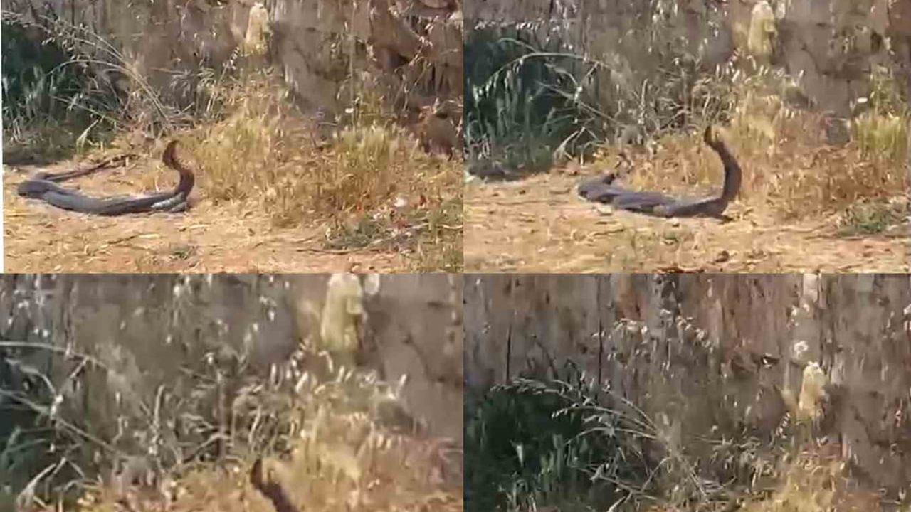 2 metrelik yılanların hareketini kedi izledi