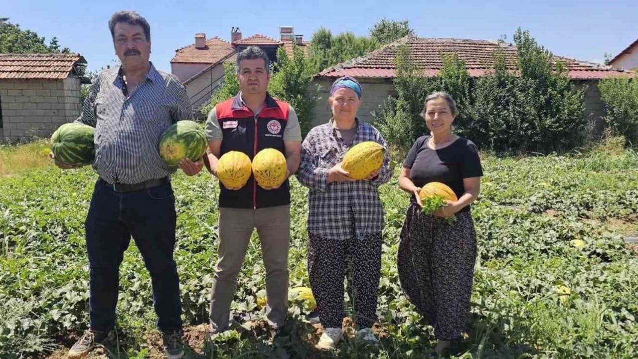 Acıpayam kavununda 2026 sezonunun ilk hasadı Alaattin Mahallesi'nde yapıldı