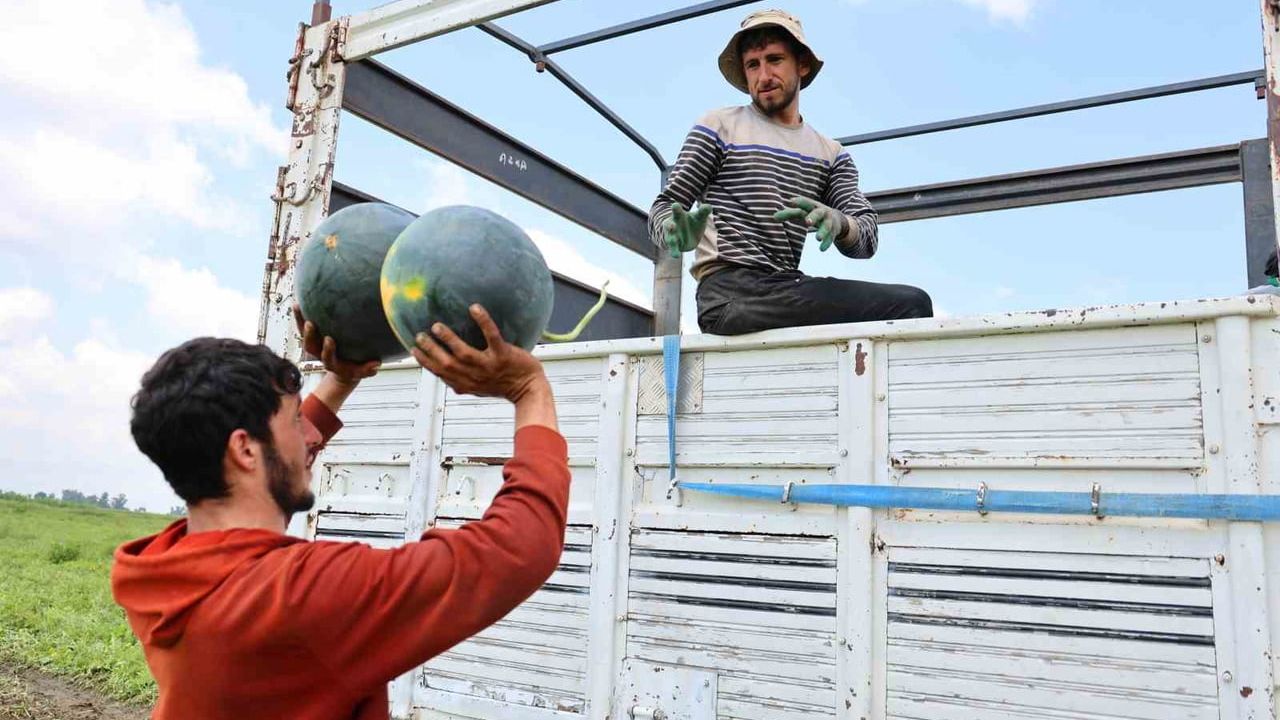 Adana'da karpuz hasadı sona yaklaştı