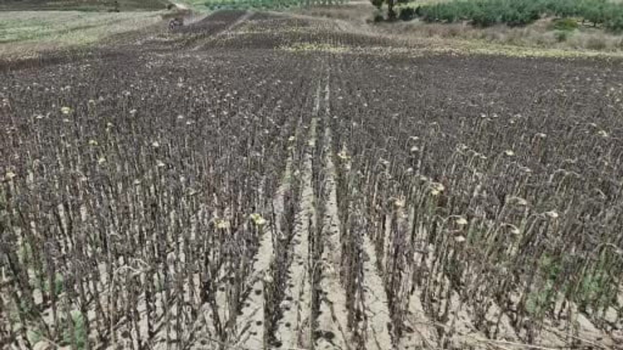 Adana’da yağlık ayçiçeği hasadı başladı: yüksek rekolte üreticiyi sevindirdi