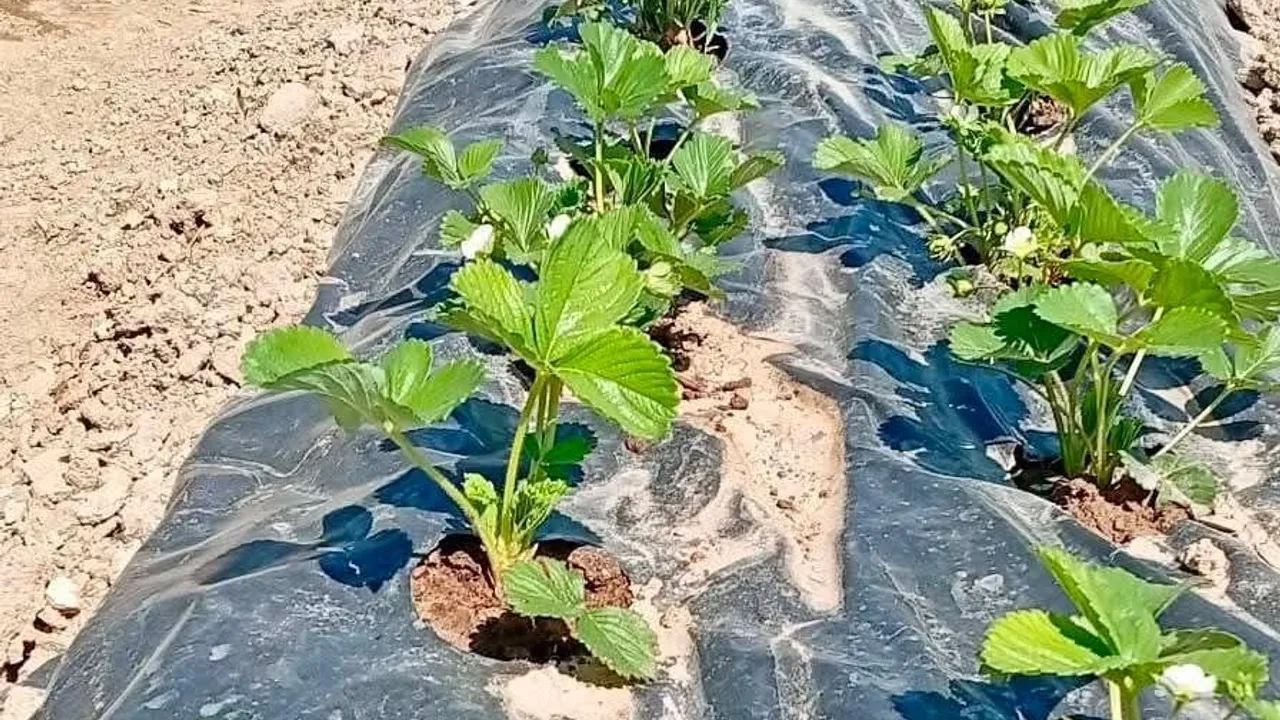 ADEM projesiyle kurulan deneme bahçelerinde çilek hasadı gerçekleşti