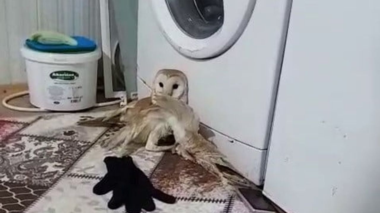 Adıyaman'da yaralı peçeli baykuş tedavi altına alındı