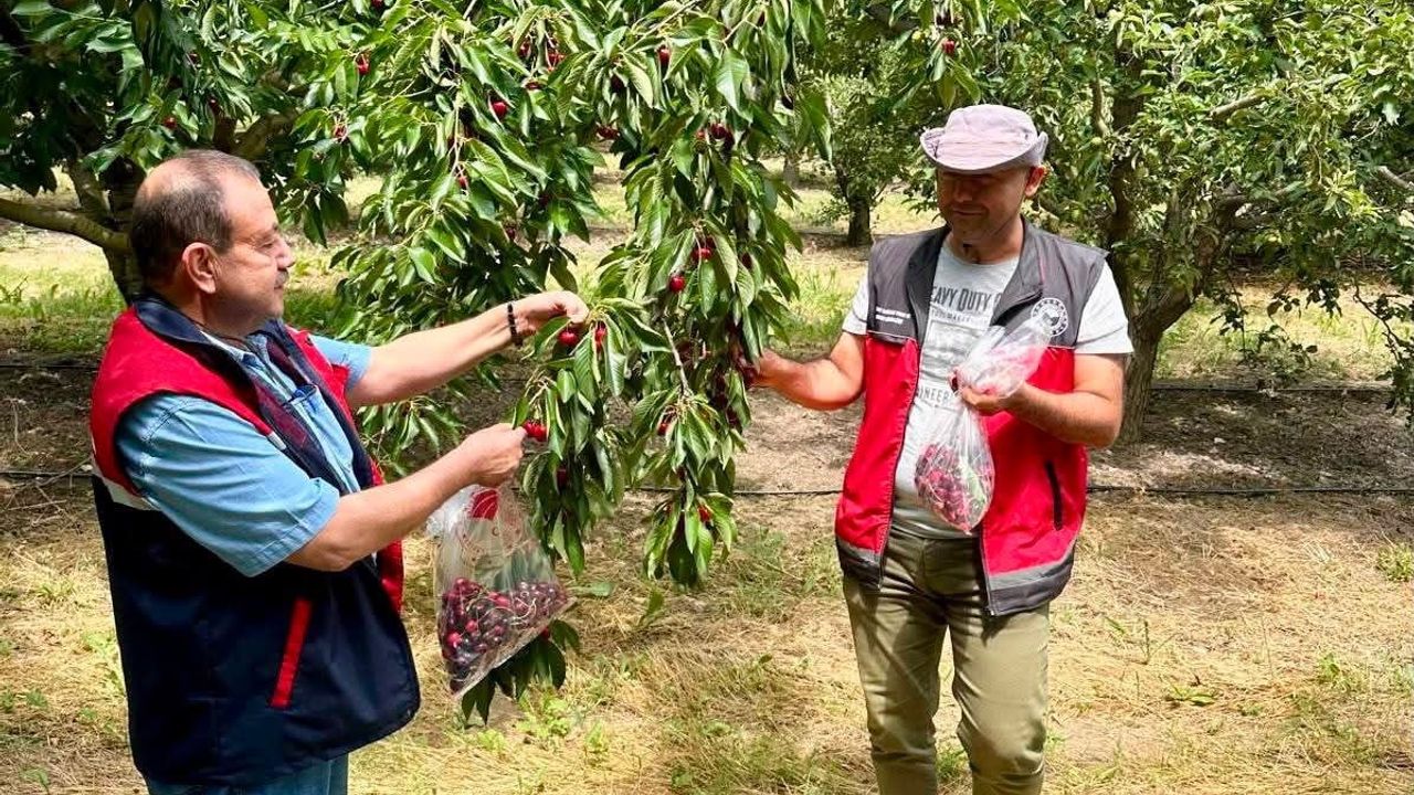 Afyonkarahisar’da kiraz bahçelerinde hasat öncesi pestisit denetimleri