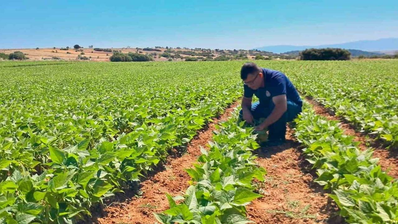 Afyonkarahisar'da tarlada sürekli denetim: barbunya ve kornişonda hastalıklar izleniyor