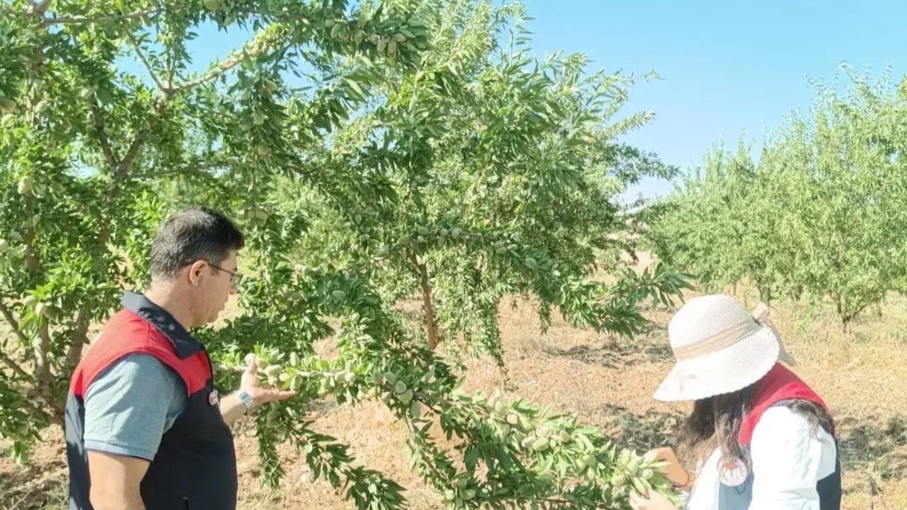 Ağın'da badem bahçelerinde sürekli fenolojik takip ve zararlı kontrolü