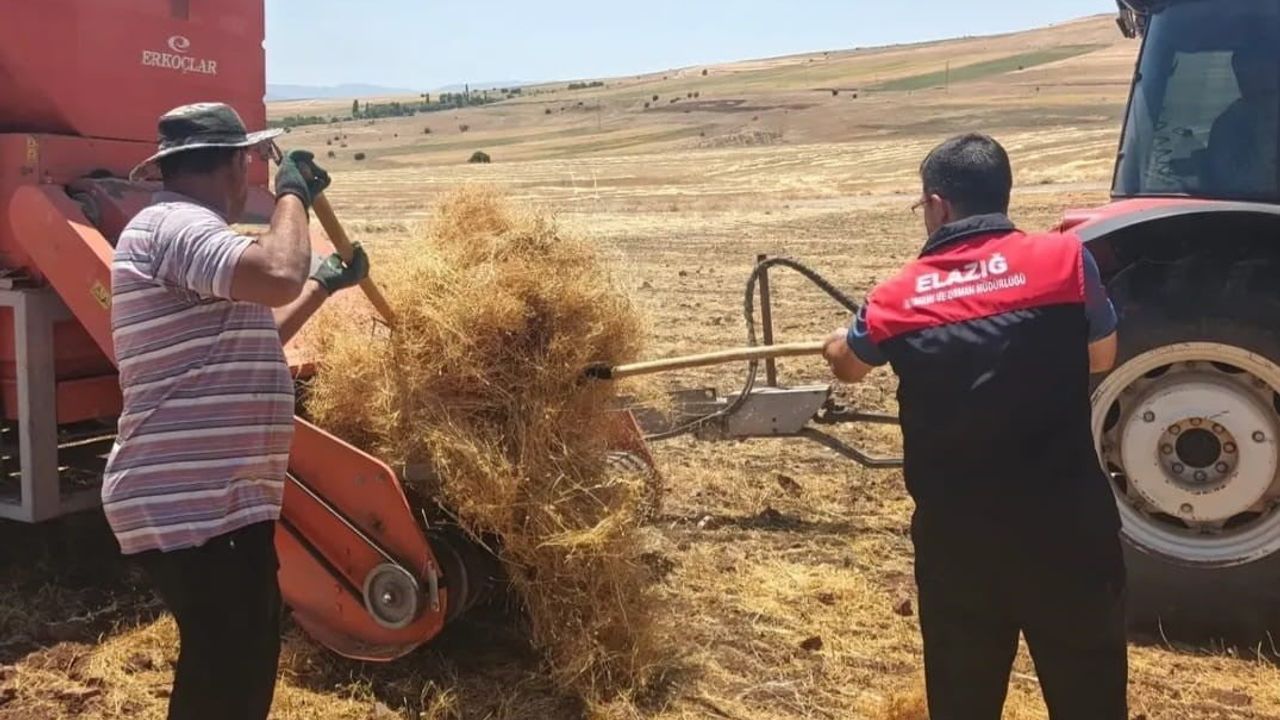 Ağın'da mercimek tohumluklarında hasat kontrolleri