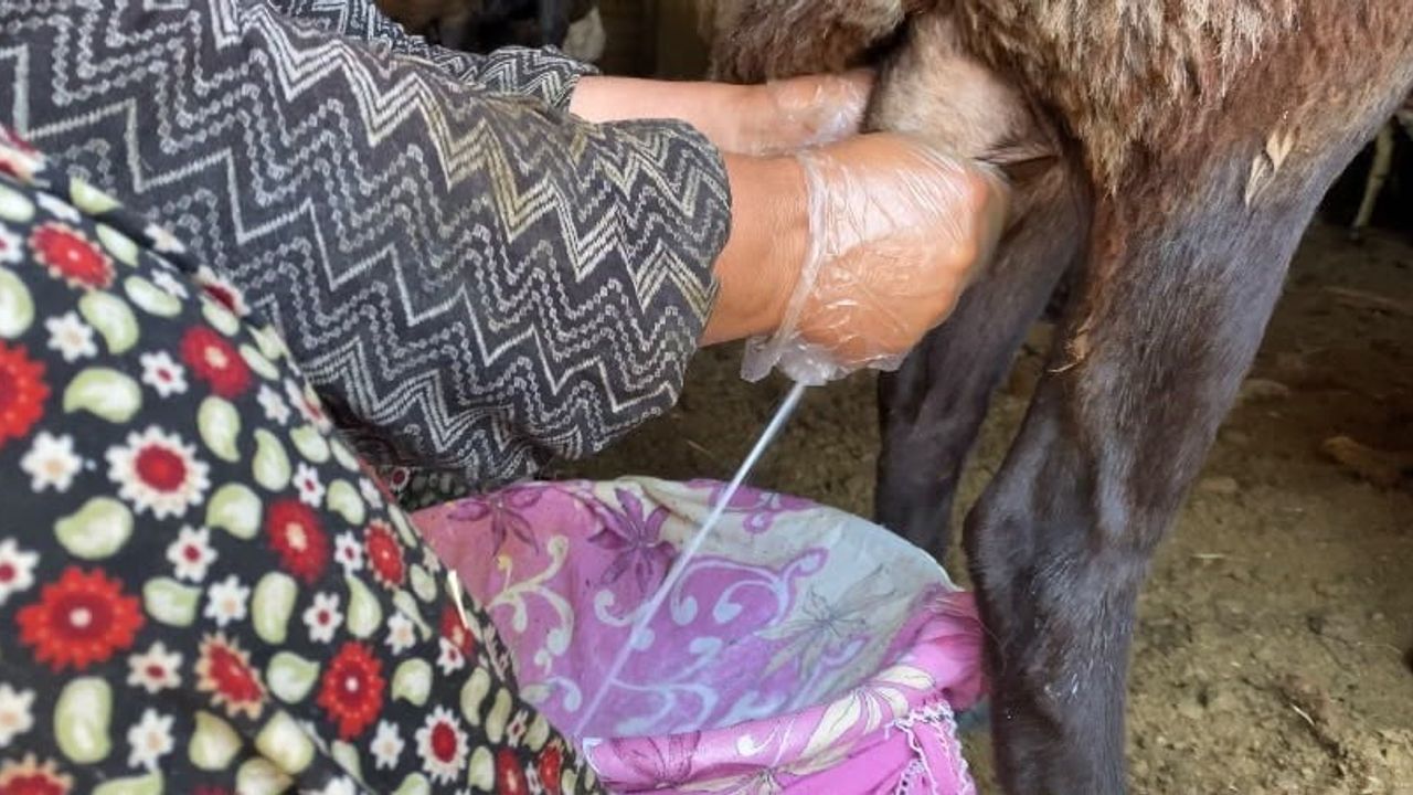 Ağrı'da koyun sütü ekonomiye kazandırılıyor
