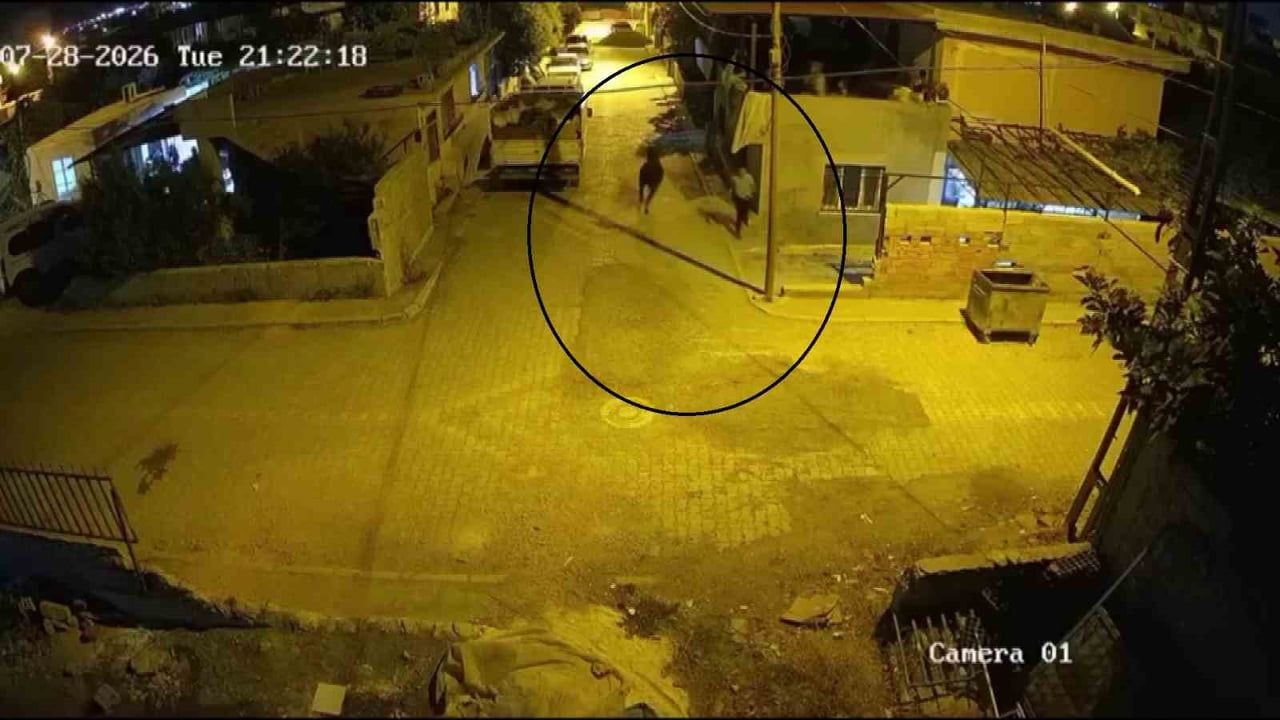 Ahırdan kaçan angus Antakya'da mahallede panik yarattı