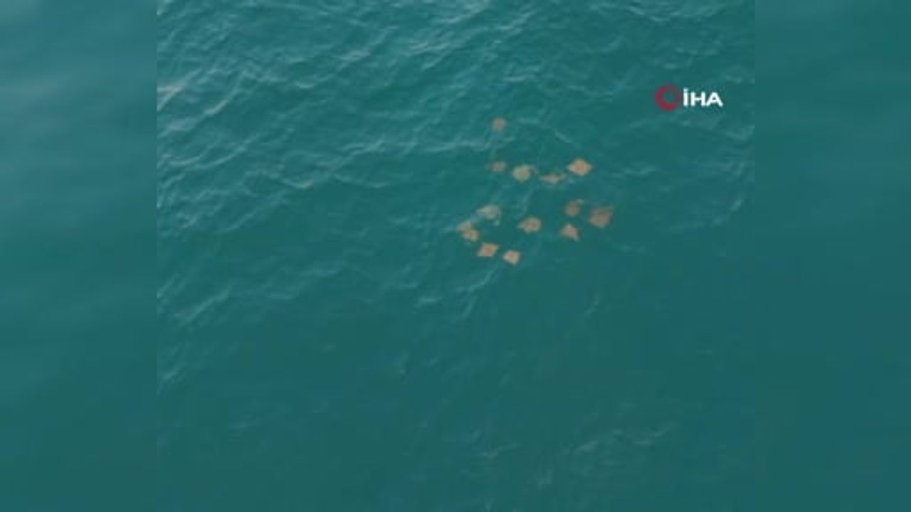 Akdeniz'de dronla görüntülenen vatoz sürüsü Manavgat'ta dikkati çekti