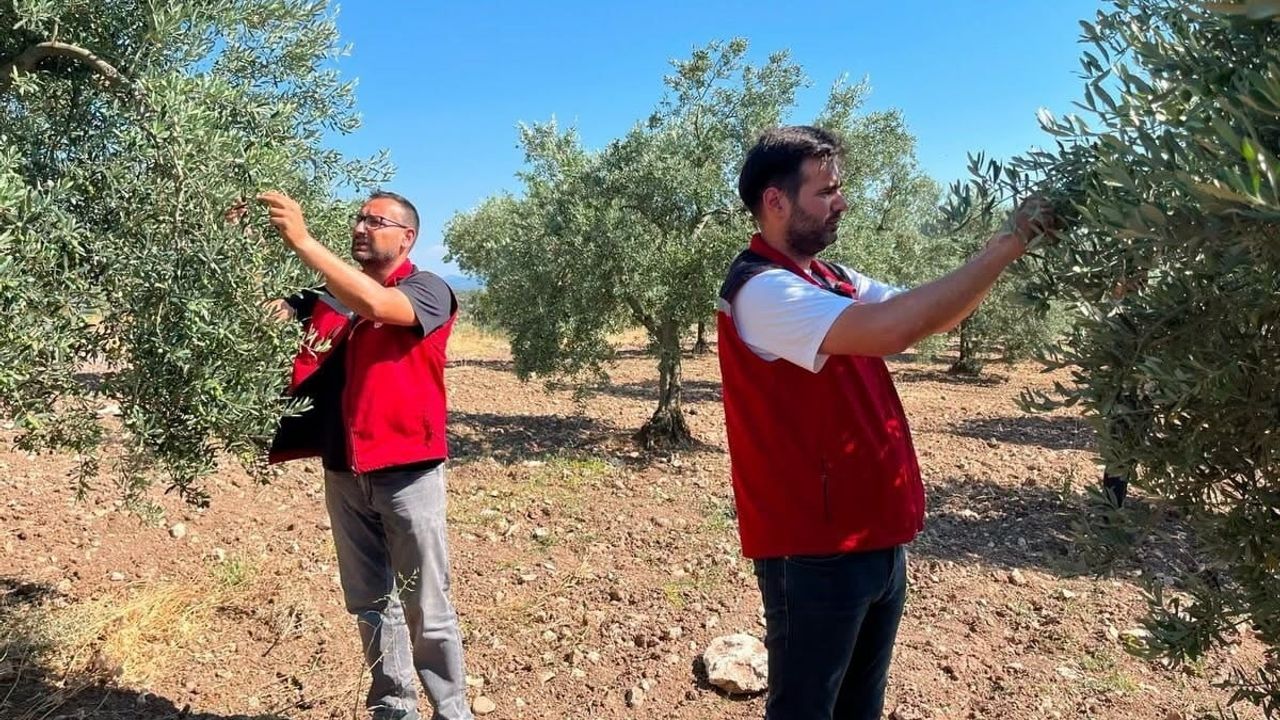 Akhisar’da zeytin bahçelerinde izleme seferberliği