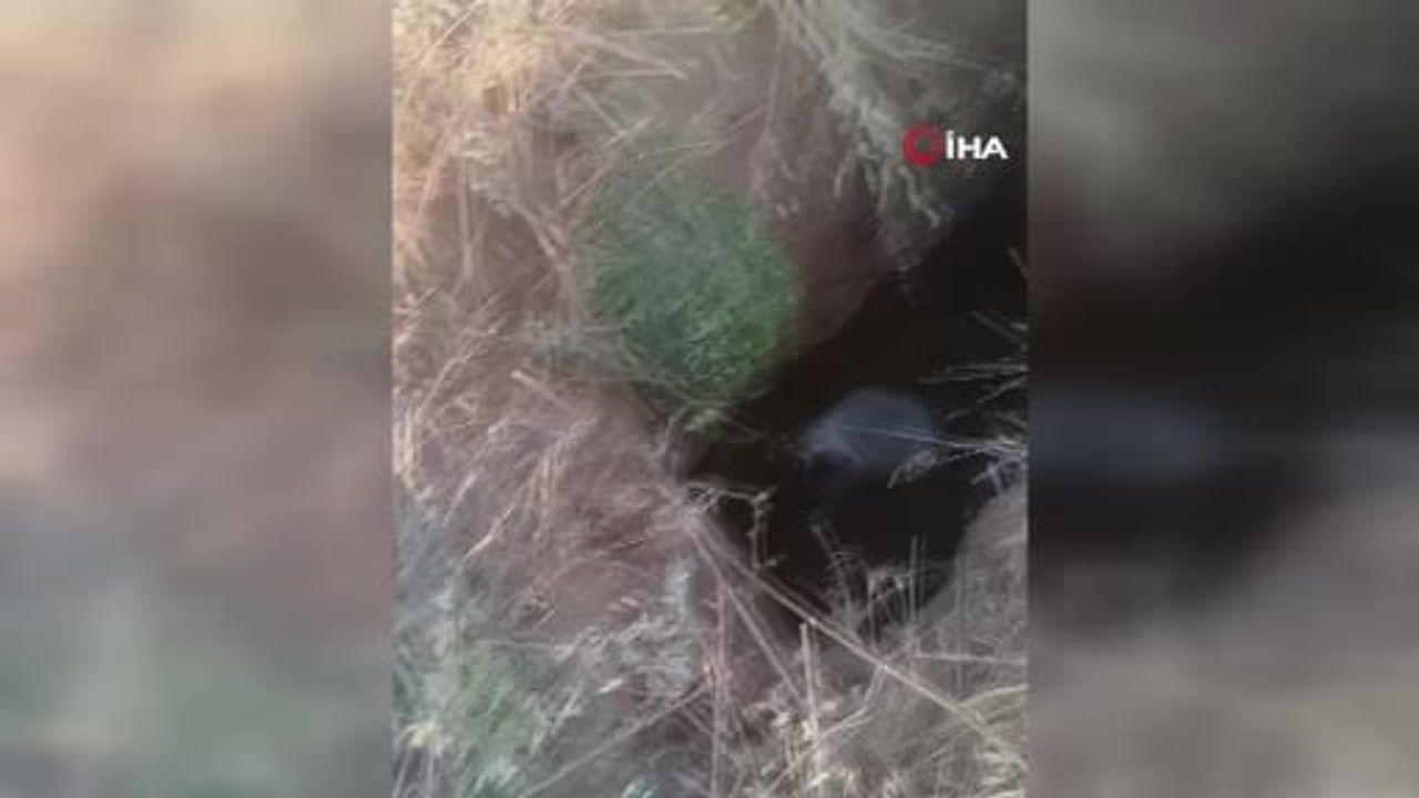 Akyurt'ta açılan define çukuru hayvanları tehlikeye attı, itfaiye iki canlıyı kurtardı