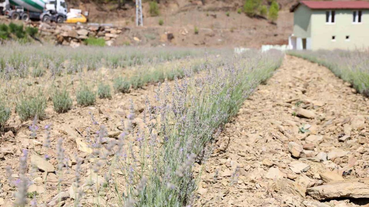 Alanya Belediyesi'nin lavanta bahçesinde ilk hasat yapıldı