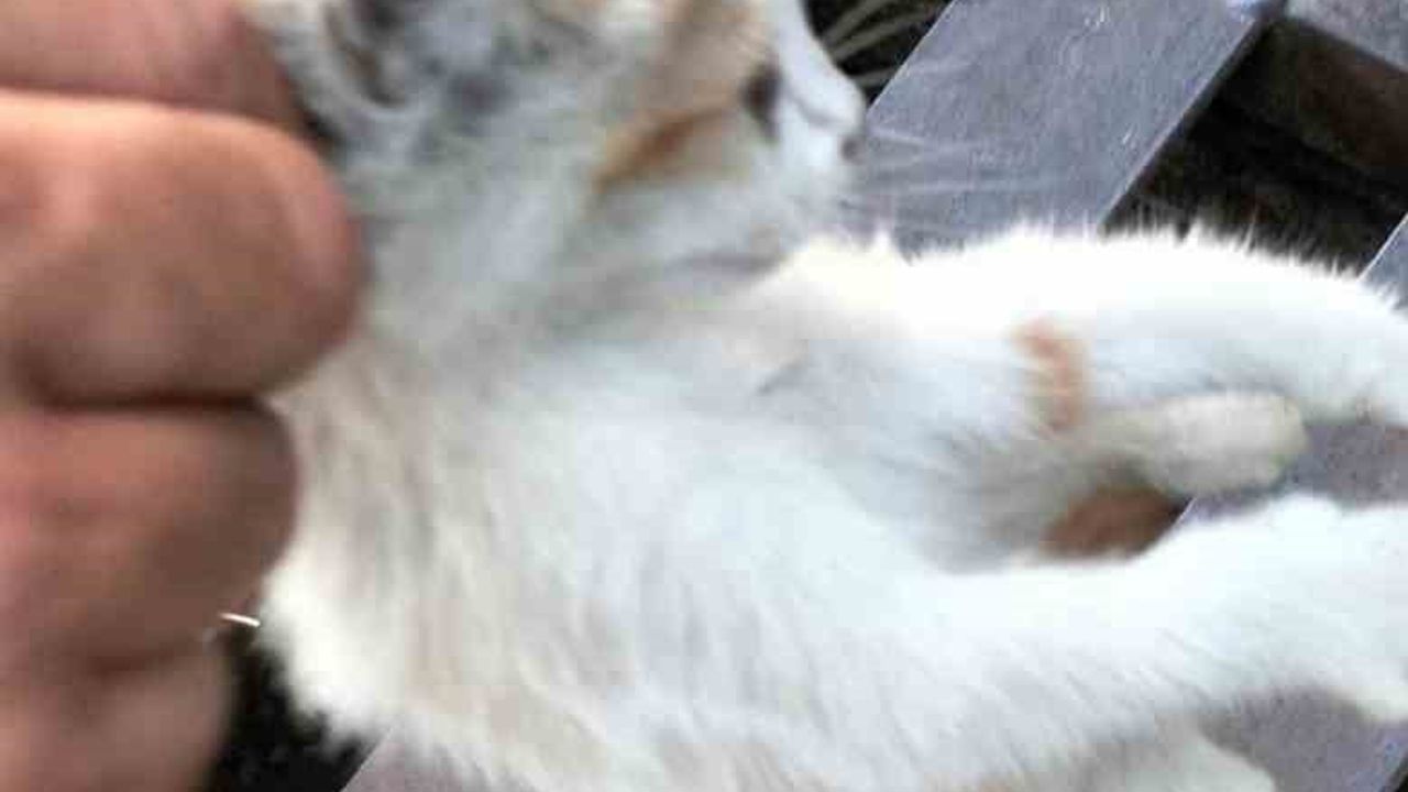 Alanya'da kanalizasyona düşen kedi belediye ekiplerince kurtarıldı