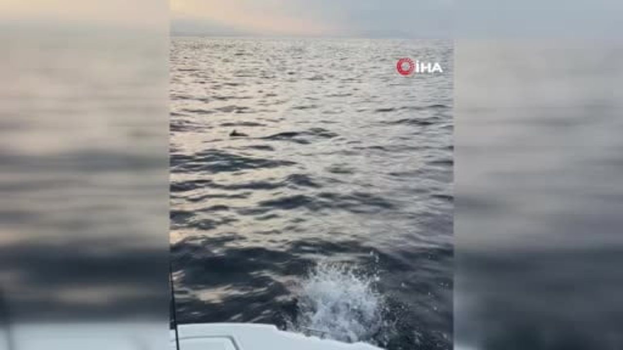 Alanya'da misina dolanan martı amatör balıkçılar tarafından kurtarıldı