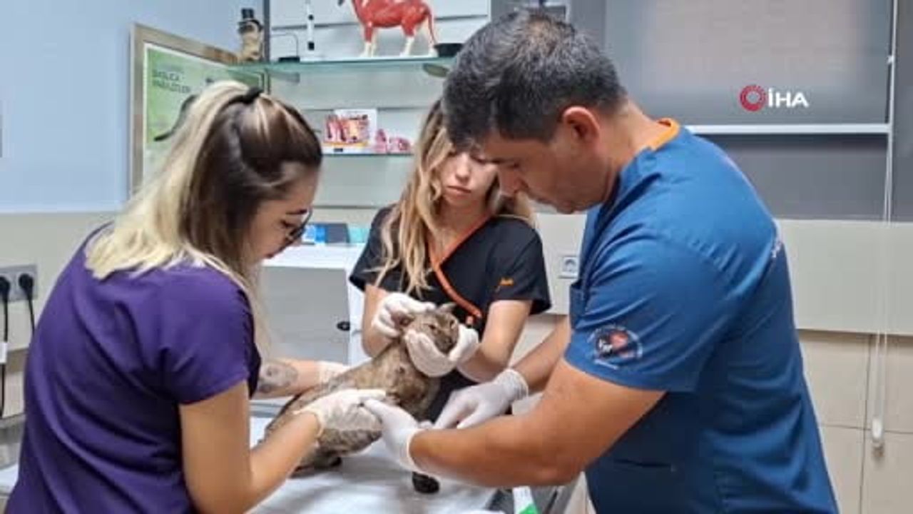 Alevlerden kurtarılan kedi kliniğe kaldırıldı, iyileşme umudu var