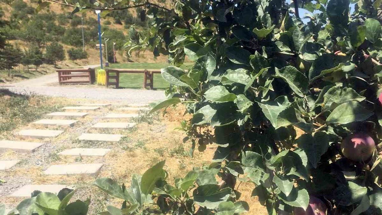 Ali Dağı'nda elma ağaçlarında aynı dalda meyve ve çiçek birlikteliği