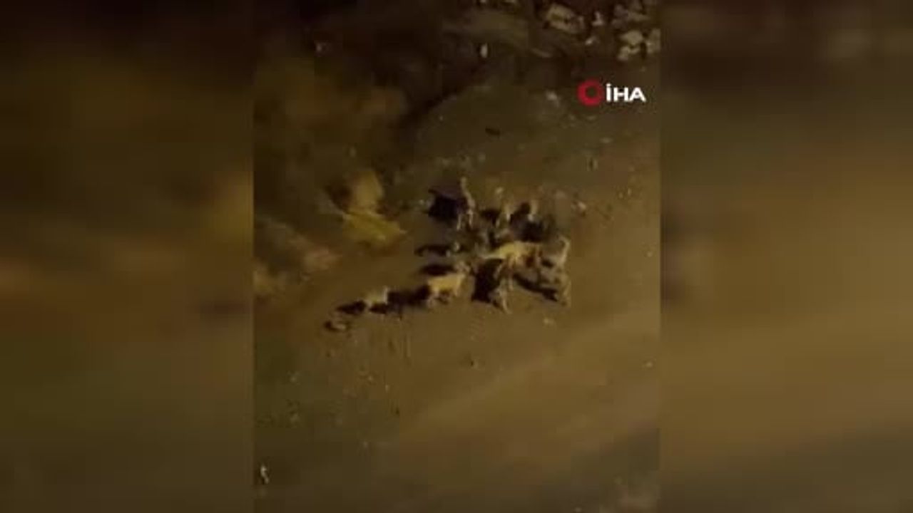 Altındağ'da başıboş köpekler mahalle yaşamını sekteye uğrattı