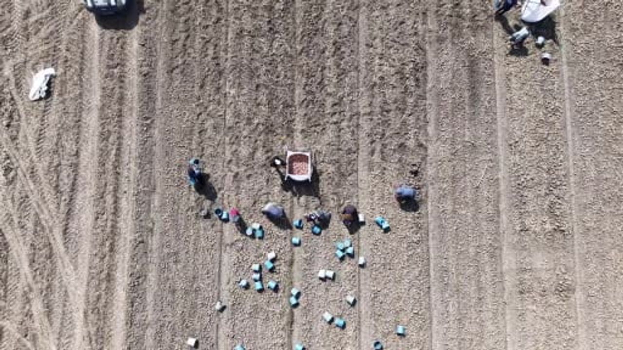 Amasya’da patates hasadı başladı: 130 bin ton rekolte bekleniyor