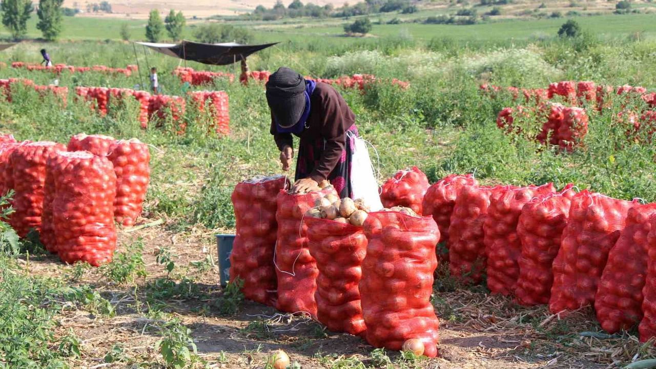 Amasya'da soğan tarlada bir bardak çaydan bile ucuz