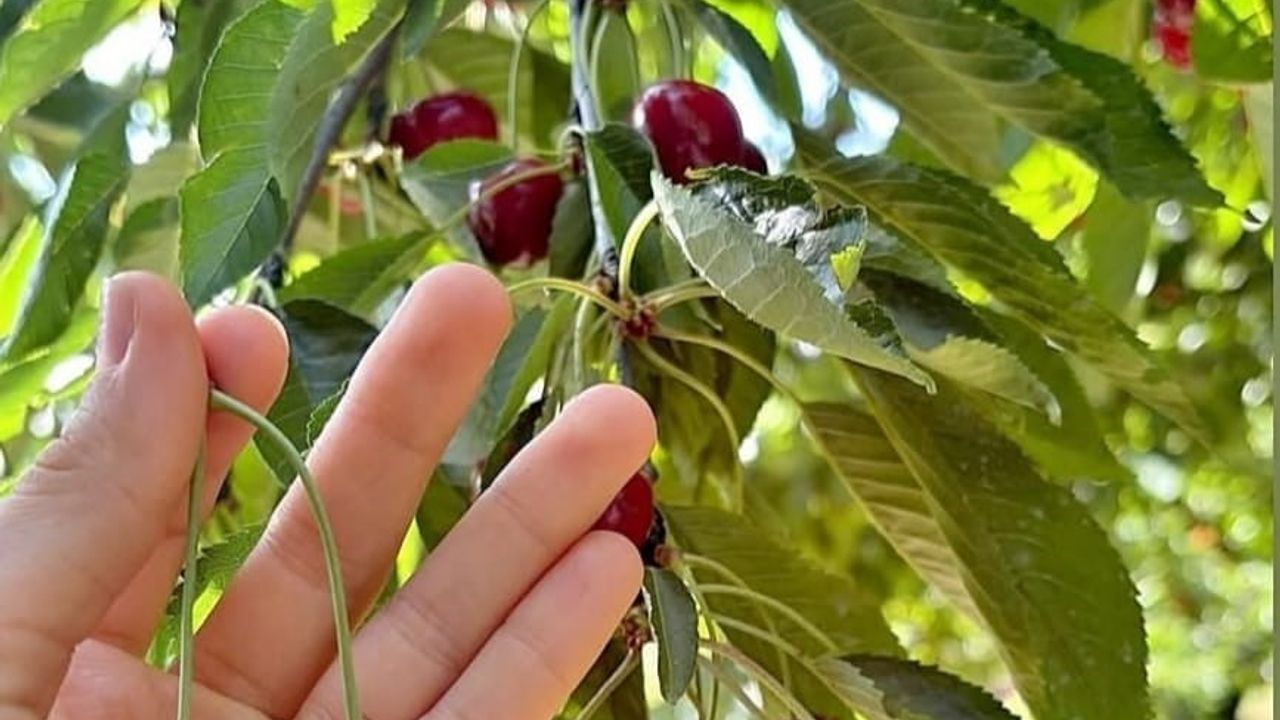 Andırın’da Çığşar kirazında hasat başladı