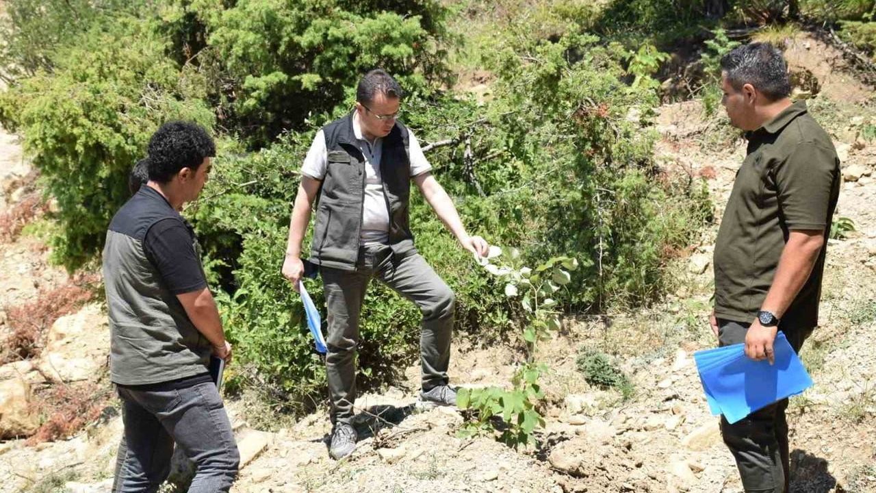 Andırın'da kestane ve ıhlamur dikimleriyle gelir odaklı ormanlaşma hızlandı
