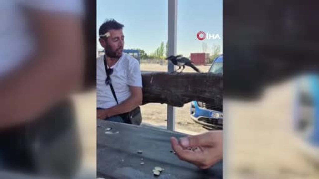 Ankara'da karga işçilerin masadaki parayı alıp uçtu