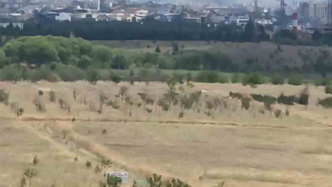 Ankara'da Yenimahalle'de ot yangını kontrol altına alındı