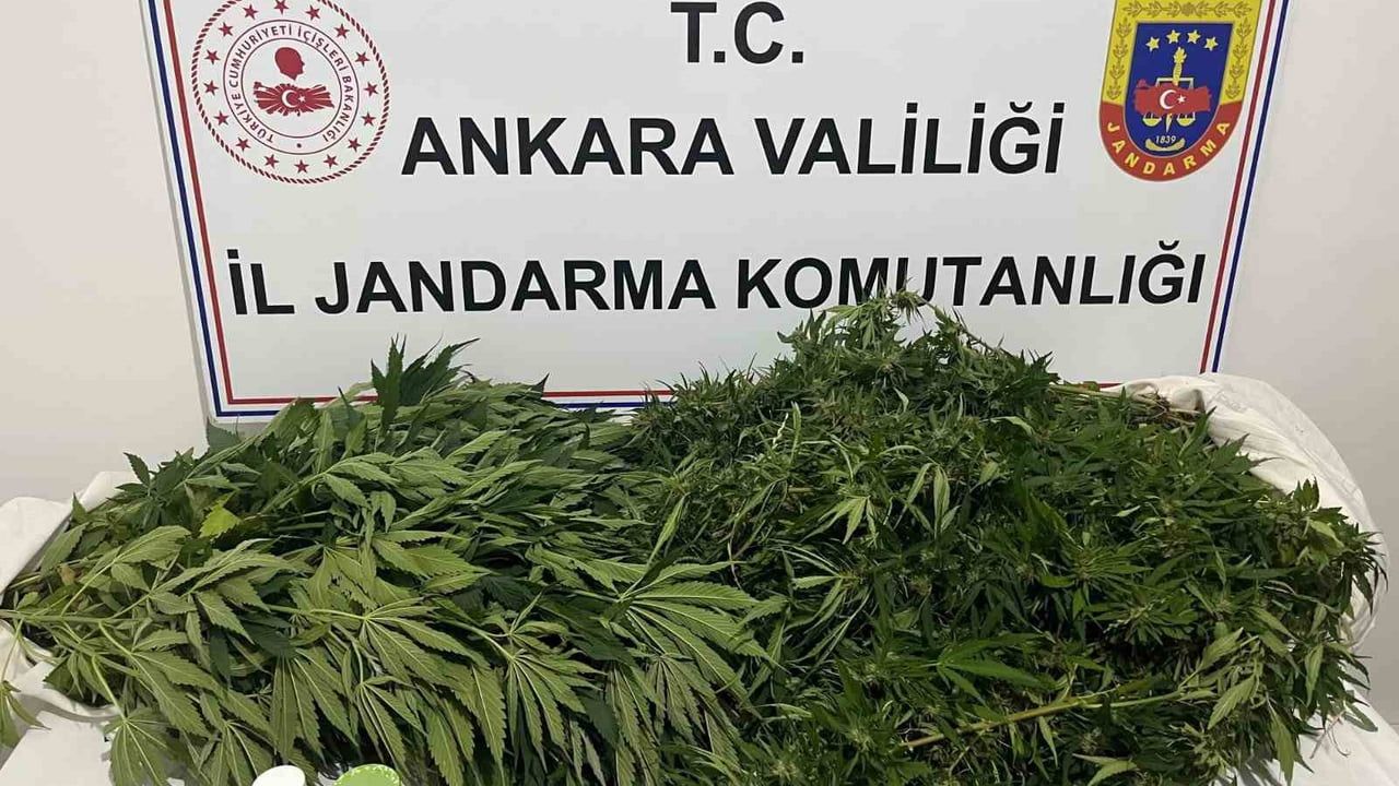 Ankara’daki narkotik operasyonunda 150 kök kenevir ele geçirildi