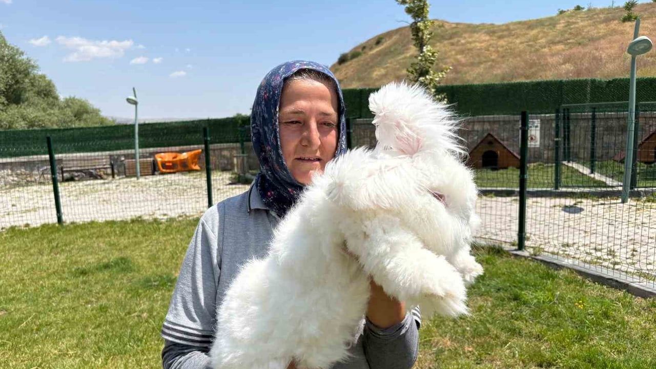 Ankara tavşanları yeniden üretimle hayat buldu: hedef kadın istihdamı ve tekstil