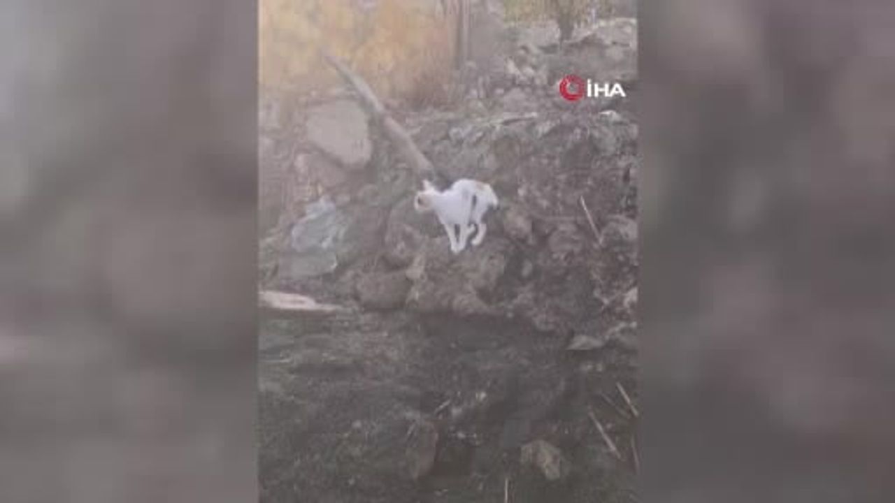 Anne kedi Polatlı'daki yangında telef olan yavrularını aradı