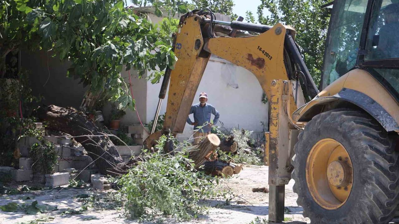 Antakya'da çürüyen 16 yıllık ağaç park halindeki kamyonetin üzerine devrildi