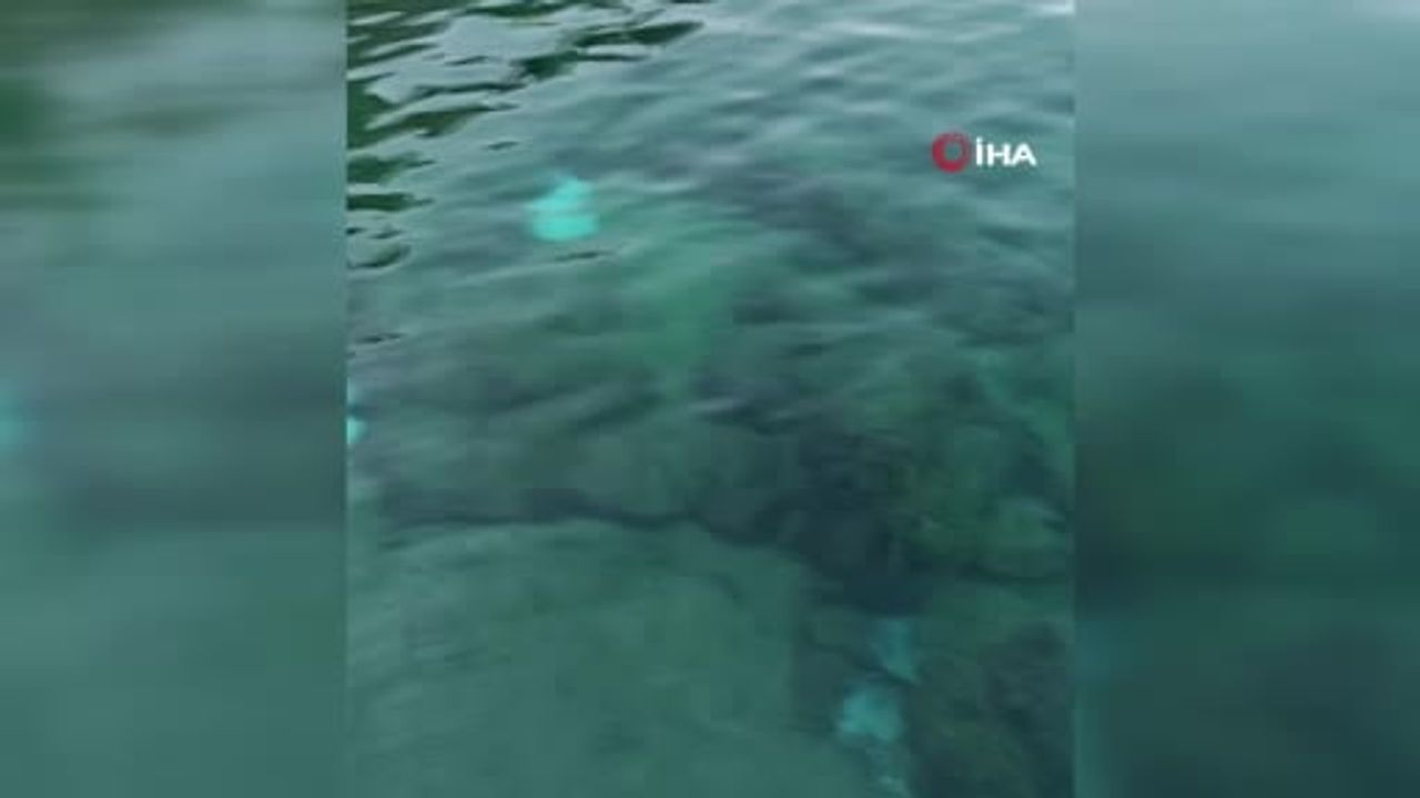 Antalya'da deniz dibinde ölü vatozlar görüntülendi