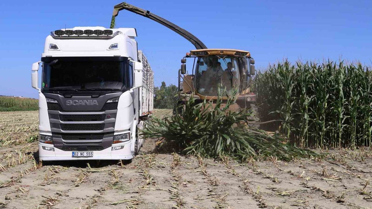 Arsuz'da silajlık mısır tarlaları hasada hazırlanıyor: verim beklentisi yüksek